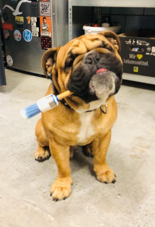 Einstein, die echte Bulldogge des Unternehmens